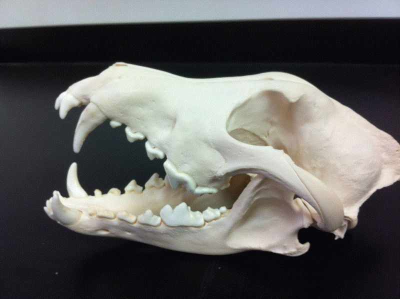 动物骨骼标本03