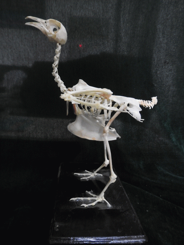 动物骨骼标本01