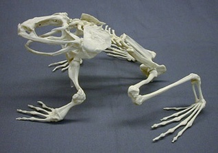 动物骨骼标本02